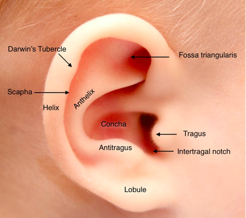 Anatomy of a normal ear